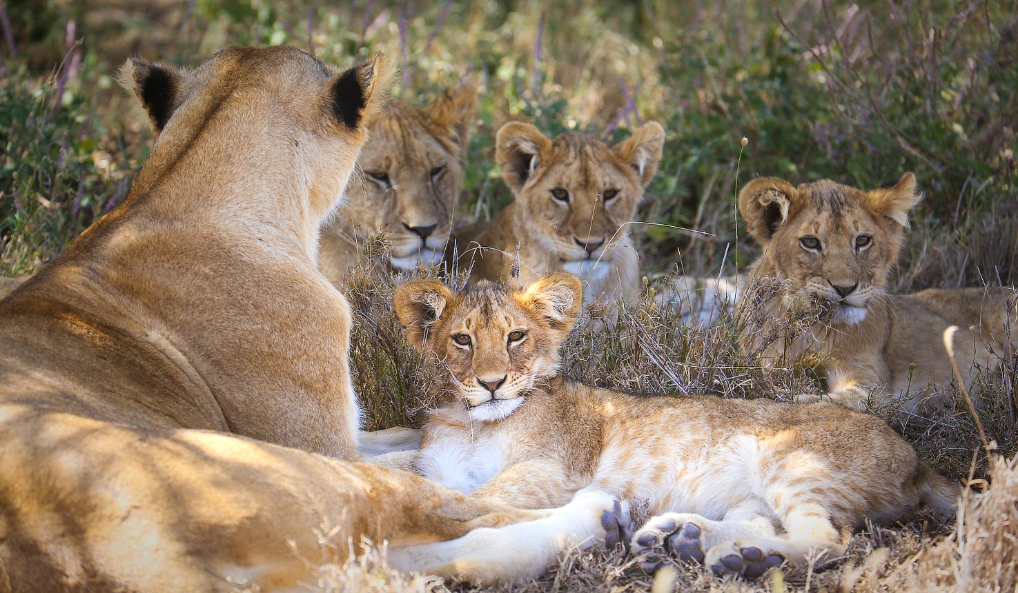 06TN71-IM0306-serengeti-central-safari-1475