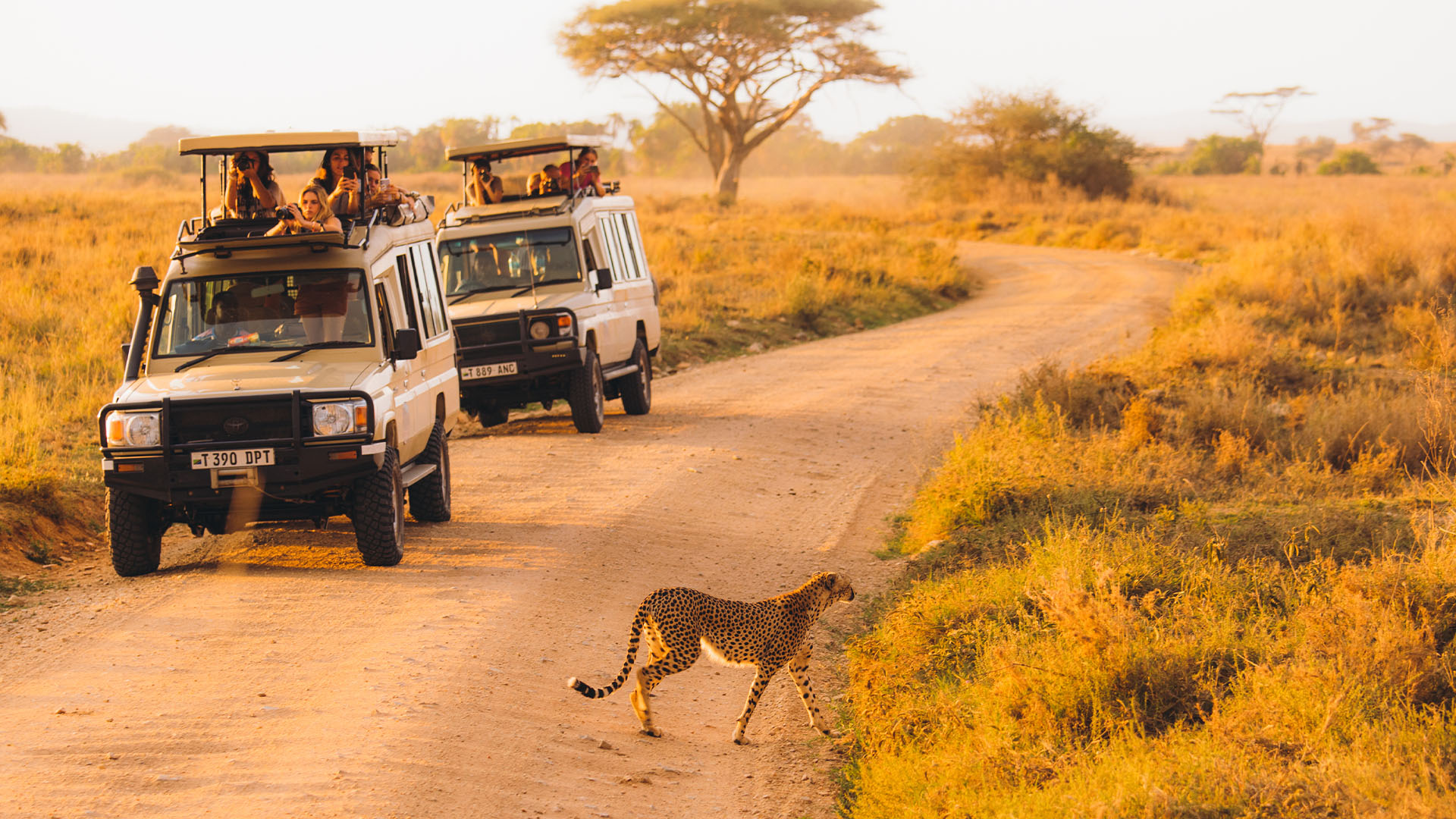 Game-Drive-Cheetah-Serengeti-National-Park-Tanzania