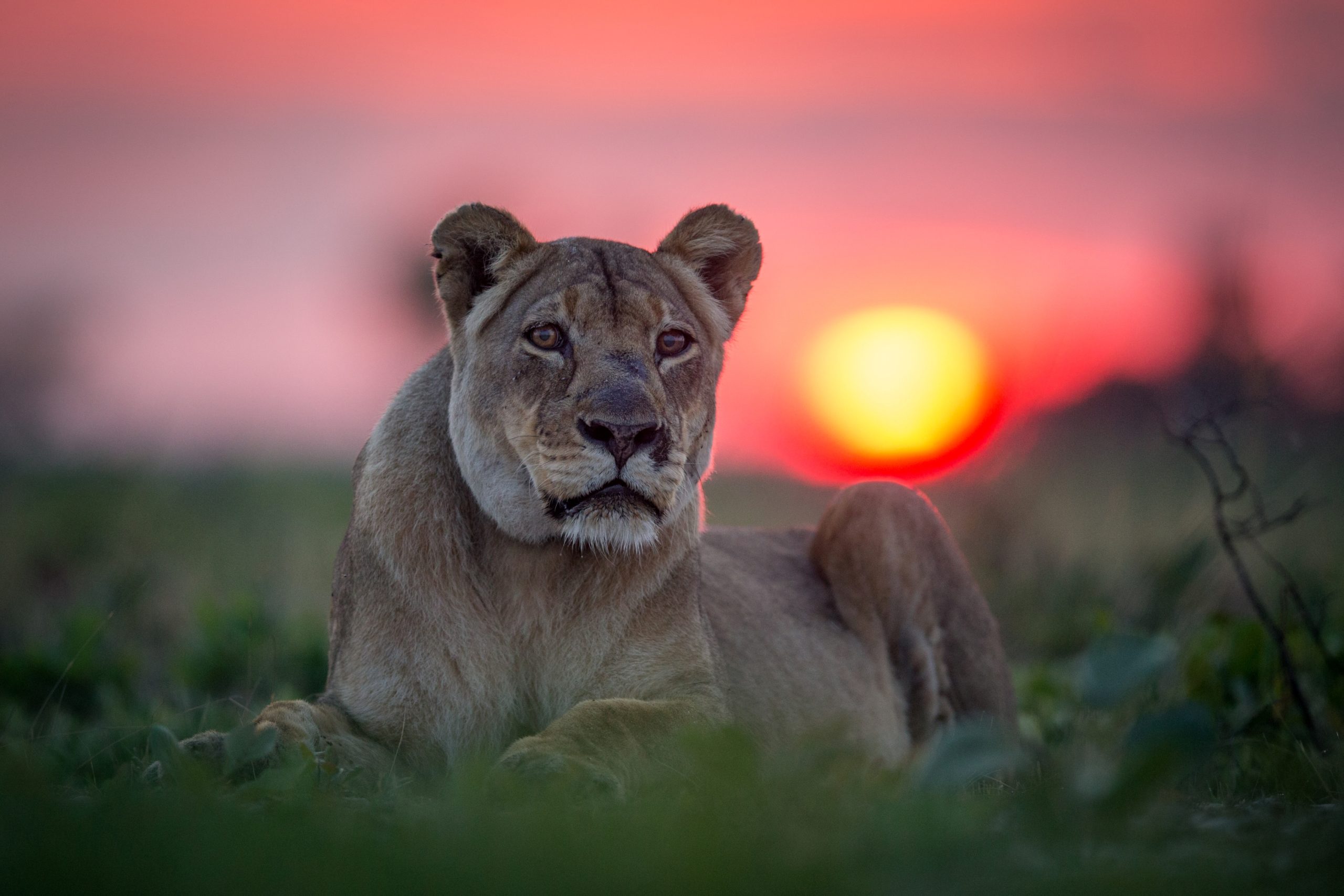 Lion sunset (1)