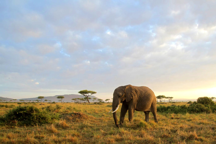 elephant-in-the-maasai-marajroadtripafricapg