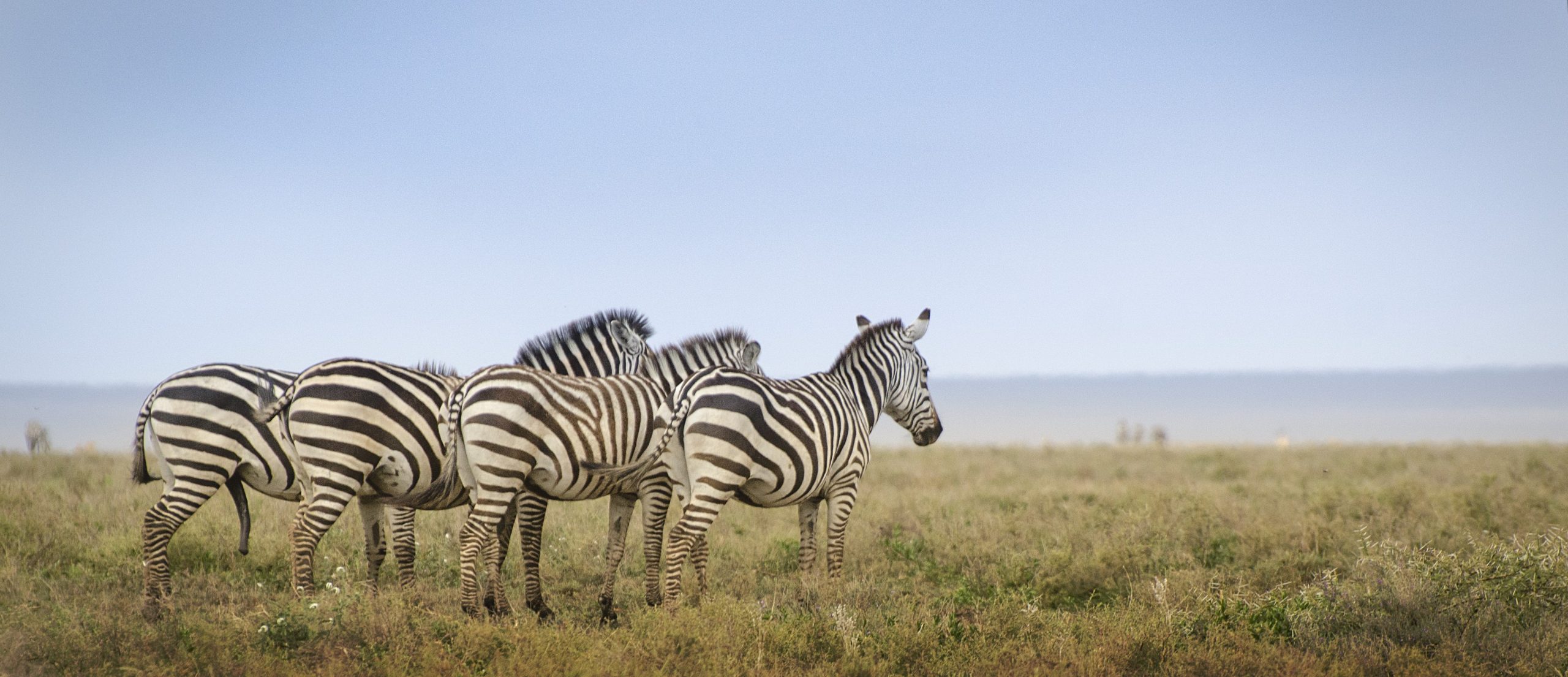 kibuyu_african_safaris_cover