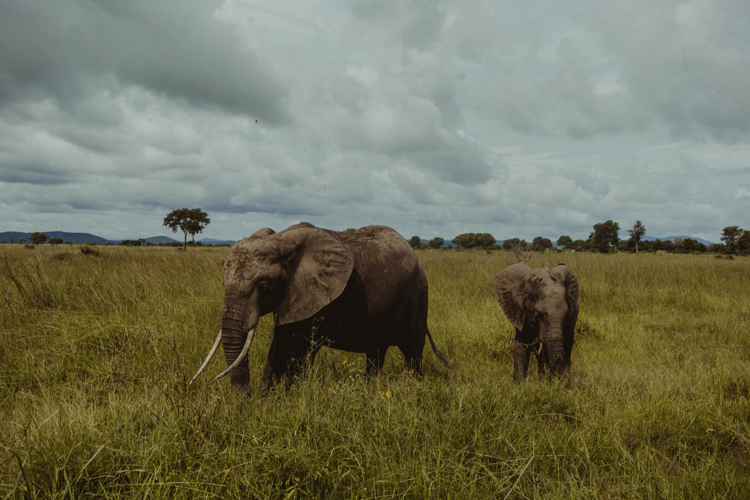 Mikumi National Park
