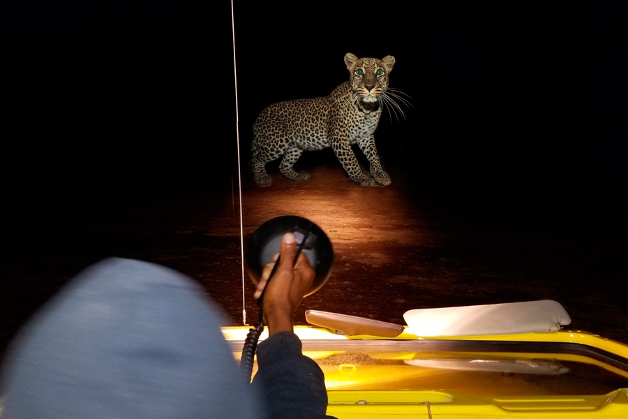 night-game-drive-in-lake-manyara